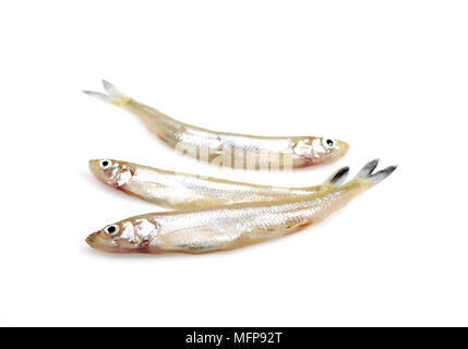 Fresh Smelts, osmerus eperlanus against White Background Stock Photo