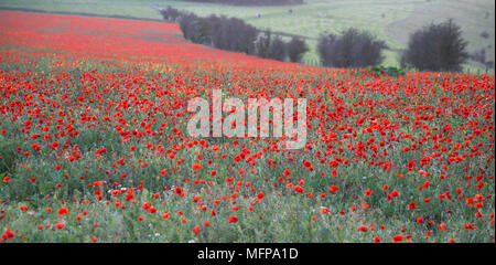 Fields of common poppies (Papaver rhoeas) in autumn, Dorset, England. Stock Photo