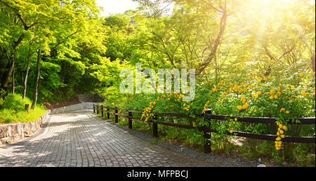 road with trees on the side in summertime in park in Kyoto Stock Photo