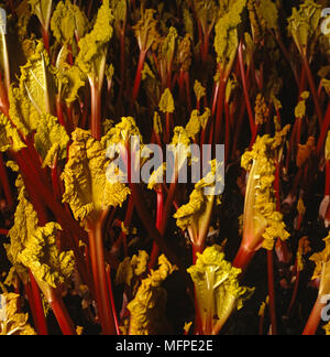 Close up of rhubarb growing Stock Photo
