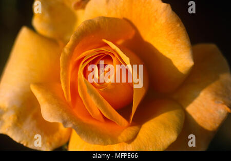 Close up of Rosa Arthur Bell yellow rose d Stock Photo