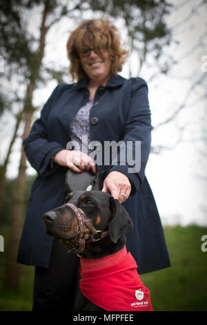 Roxy the Doberman with her owner Louise Barton at a blood donation session for dogs held at a veterinary hospital in Penkridge, Staffordshire. Stock Photo