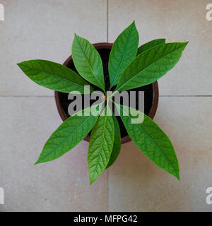 Avocado plant Stock Photo