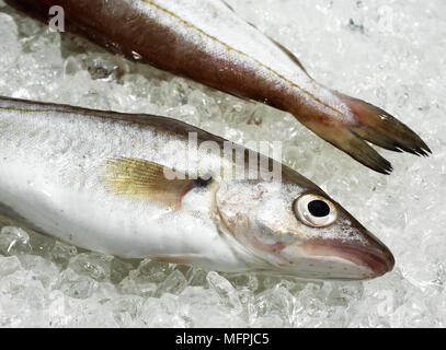 Whiting, merlangius merlangus, Fresh Fishes on Ice Stock Photo