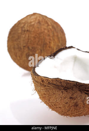 Coconut, cocos nucifera, Fruits against White Background Stock Photo