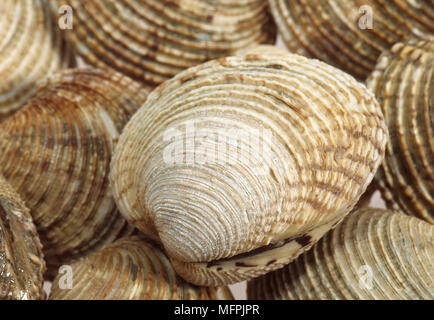 Clams, venus verrucosa, Shells against White Background Stock Photo