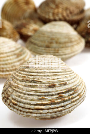 Clams, venus verrucosa, Shells against White Background Stock Photo