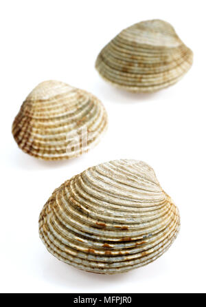 Clams, venus verrucosa, Shells against White Background Stock Photo