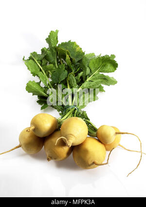 Golden Ball Turnips, brassica rapa, Vegetables against White Background Stock Photo
