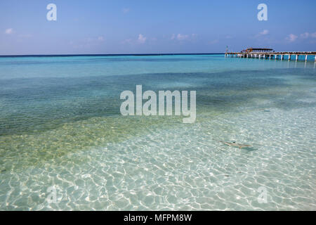 Baby blacktip reef shark (Carcharhinus melanopterus) hunting fish in shallow sea water in the Maldives, Asia, Indian Ocean. Marine life, tropical anim Stock Photo