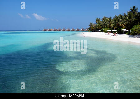 Baby blacktip reef sharks (Carcharhinus melanopterus) hunting fish in shallow sea water in the Maldives, Asia, Indian Ocean. Marine life, tropical ani Stock Photo