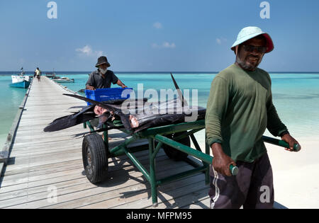 Fishermen with fresh catch of sailfish in the Vakarufalhi atoll, Maldives, Asia, Indian Ocean Stock Photo