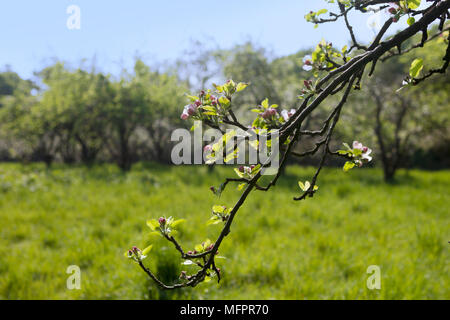 an apple branch with budding blossom, with orchard in background Stock Photo