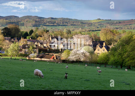 View over sheep in field and Cotswold village of Broad Campden in spring, Broad Campden, Cotswolds, Gloucestershire, England, United Kingdom, Europe Stock Photo