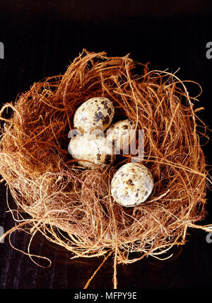 Birds eggs in nest Stock Photo