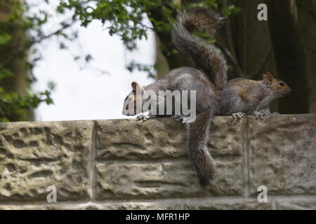 Two squirrels playing on the fence Stock Photo