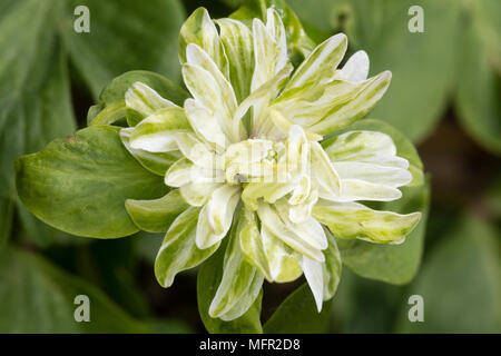 Double white and green flower of the unusual variety of the spring flowering wood anemone, Anemone nemorosa 'Tage Lundell' Stock Photo
