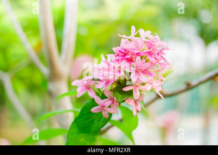 American beauty flower, Pink ruspolia, Ruddy Rose. Stock Photo