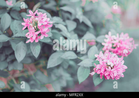 American beauty flower, Pink ruspolia, Ruddy Rose. Stock Photo