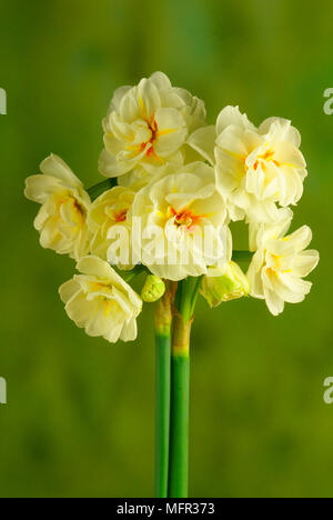 Spring flowering jonquils are grown especially for their fragrance. Stock Photo