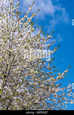 White cherry flowers with blue sky background Stock Photo - Alamy