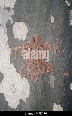 London plane, Platanus x hispanica. Bark pattern. Portugal Stock Photo