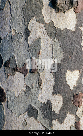 London plane, Platanus x hispanica. Bark pattern. Portugal Stock Photo