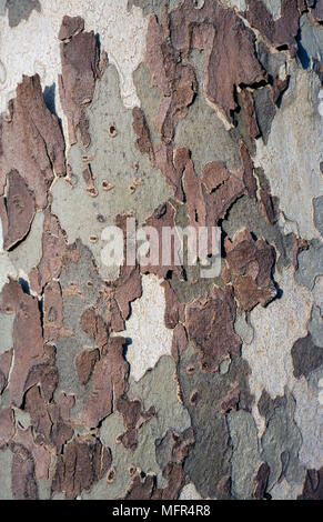 London plane, Platanus x hispanica. Bark pattern. Portugal Stock Photo