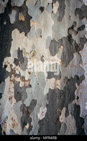 London plane, Platanus x hispanica. Bark pattern. Portugal Stock Photo