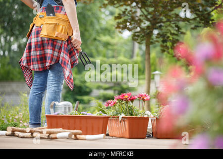 Containers with pink flowers next to gardener with toolbelt during gardening work on terrace Stock Photo