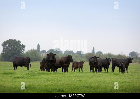 aberdeen angus cattle in field Stock Photo