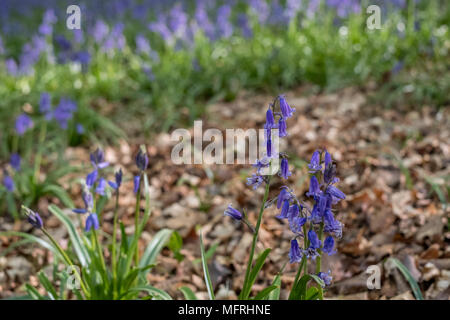 Bluebell flower in focus in foreground. In the background, carpet of wild bluebells amidst the trees in a wood at Ashridge Estate, Hertfordshire, UK. Stock Photo