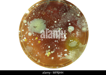Growing Bacterial Colonies In Petri Dish Stock Photo