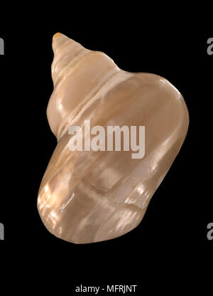 Seashell of Turbo brunneus pearly, Malacology collection, Spain, Europe Stock Photo