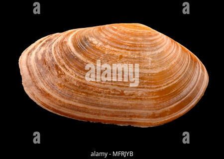 Seashell of Mya arenaria. Malacology collection. Spain. Europe Stock Photo