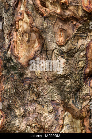 Cinnamon bark, true cinnamon tree (Cinnamomum verum), detail, Ankanin Ny Nofy, Madagascar Stock Photo