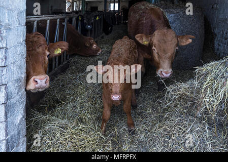 Little calf with mother animal in the feeding corridor from the cowshed, Middle Franconia, Bavaria, Germany Stock Photo