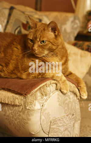 A detail of a ginger tabby cat  sitting on the arm of a sofa Stock Photo