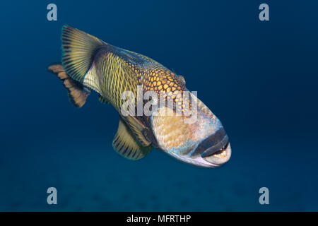 Titan triggerfish (Balistoides viridescens), Indian Ocean, Maldives Stock Photo