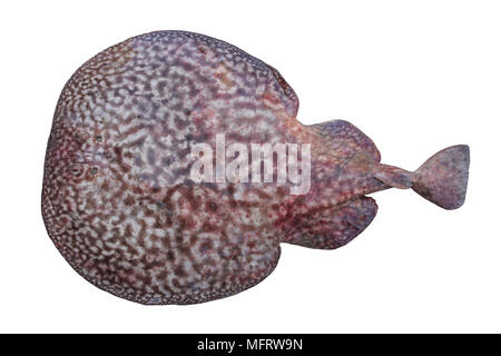 Marbled Electric Ray Torpedo marmorata Stock Photo