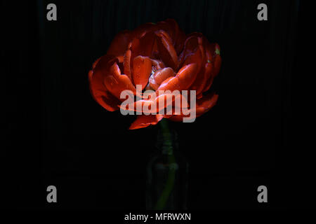 dark still life with red flower Stock Photo