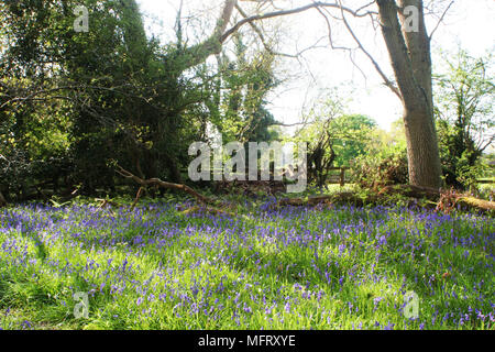 The Dover Stock Photo