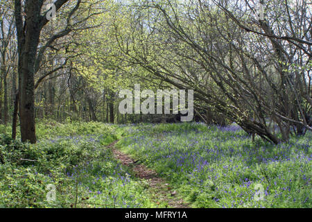 The Dover Stock Photo