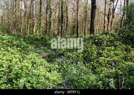 The Dover Stock Photo