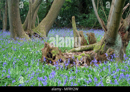 The Dover Stock Photo