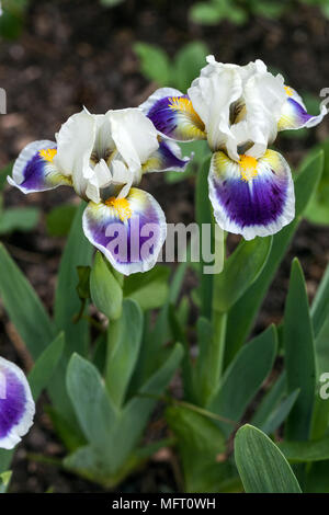 Iris ' Mickey Likes It ' Stock Photo