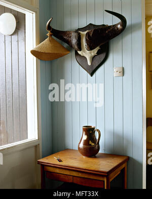 Pair of horns mounted on blue painted tongue and grove panelling above wood table Stock Photo