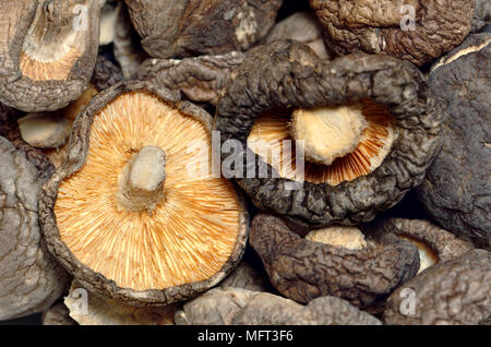 Shiitake Mushrooms (dried) Stock Photo