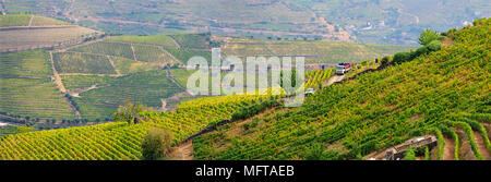 Terraced vineyards during the grapes harvest. São João de Lobrigos. A Unesco World Heritage Site, Portugal Stock Photo