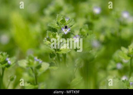Ivy-leaved speedwell (Veronica hederifolia) plant in flower. Blue flower of plant in the family Plantaginaceae, common across Britain Stock Photo